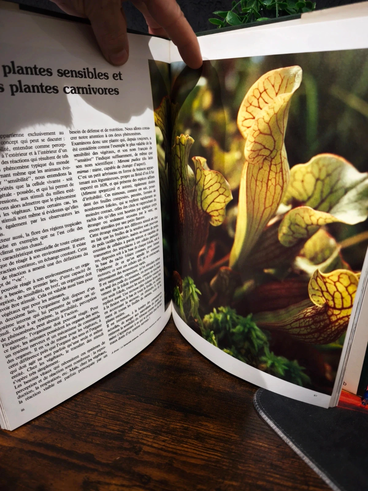 De exotische flora en zijn wonderen – photo 2